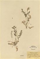 藏品(紫雲英屬)的圖片